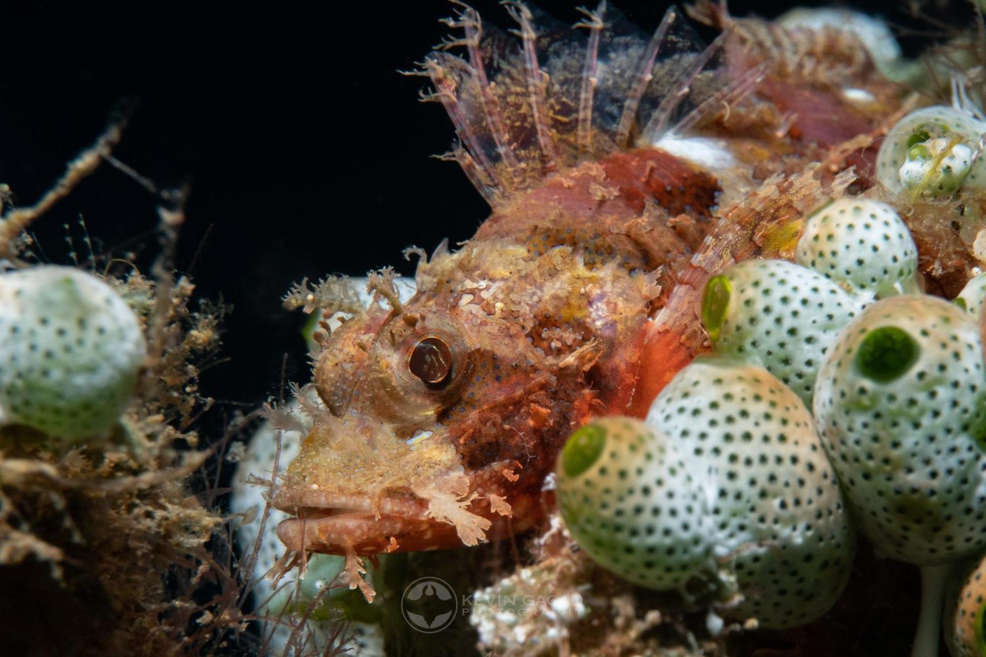 Vitaminsea Room Dauin Zewnętrze zdjęcie